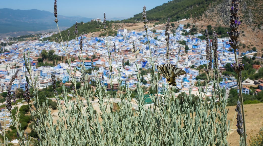 Butterfly on lavender flowers with a panoramic view of the Blue City of Chefchaouen and the Rif mountains