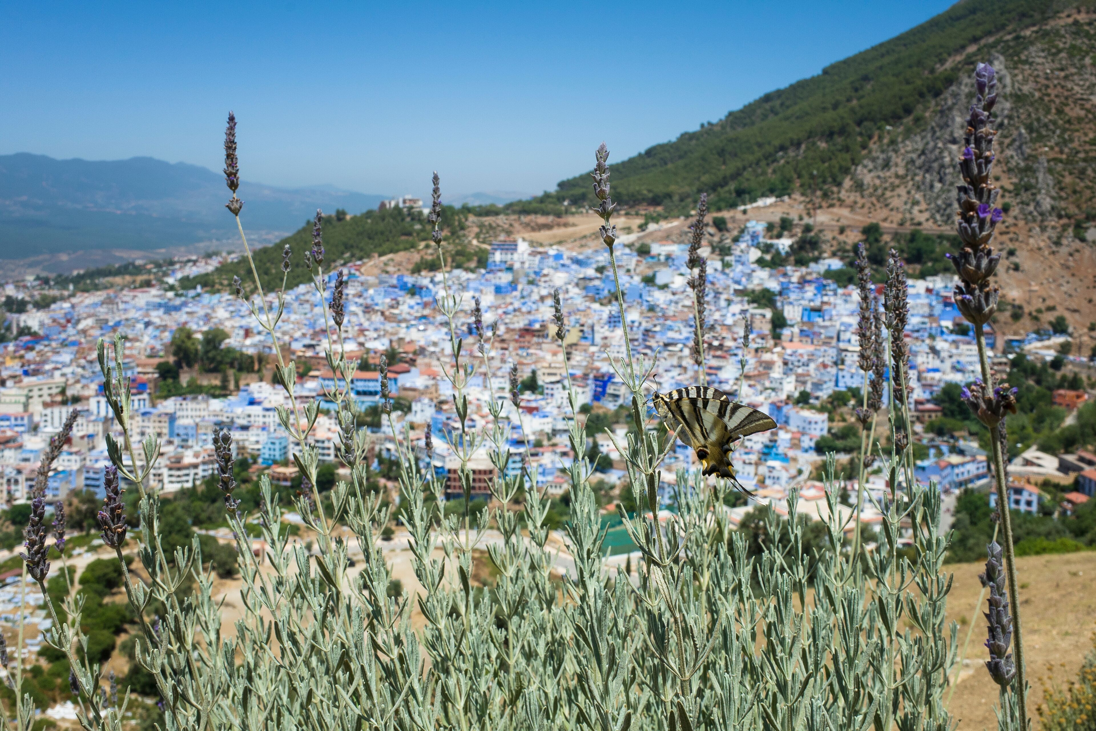 A butterfly among tall lavender plants, with a cityscape in the background.