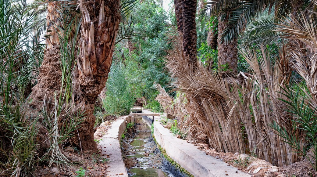 Palm grove of Tiout, Souss-Massa, Morocco