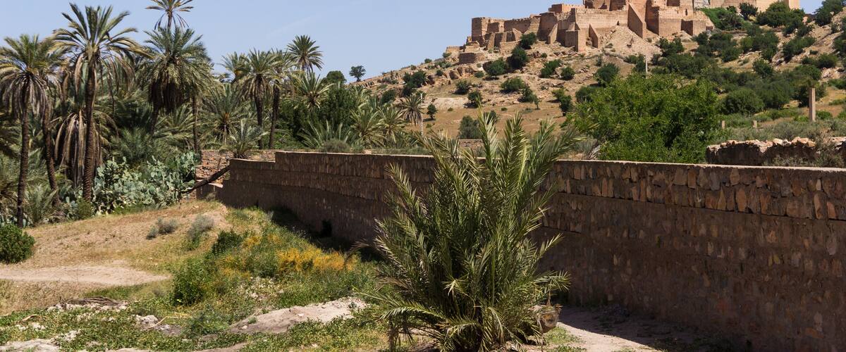 A historical fortification on a hill with palm trees and sparse vegetation.