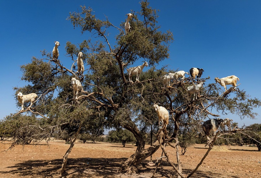 These goats and The Argon trees now helping the local community to survive. mainly single women whos partner has left them now have a very prosperous business producing the various cosmetics from the Argon nut