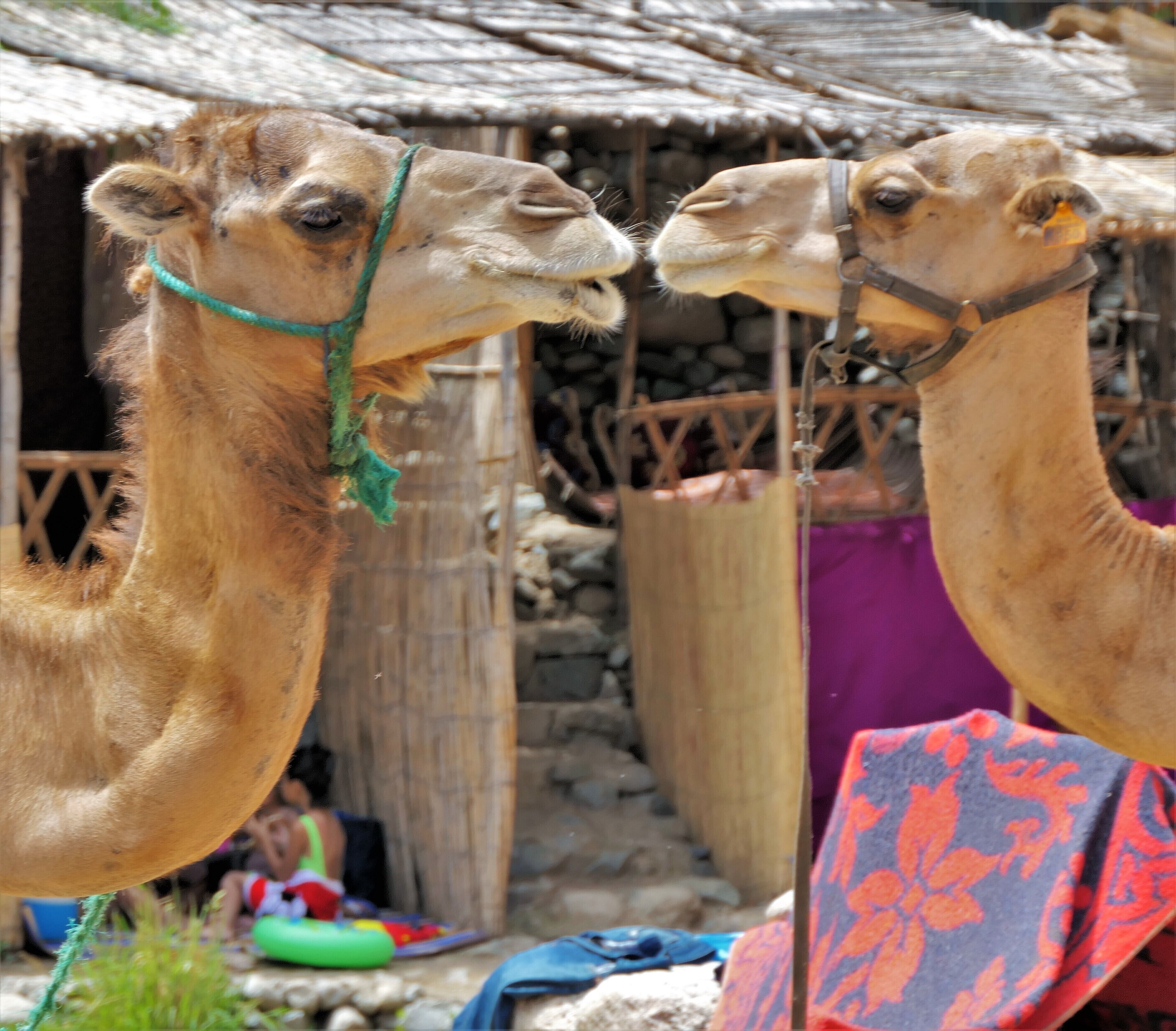 On the road to the coast from marrakech, a small village with a cafe down by the river. Kissing cousins !