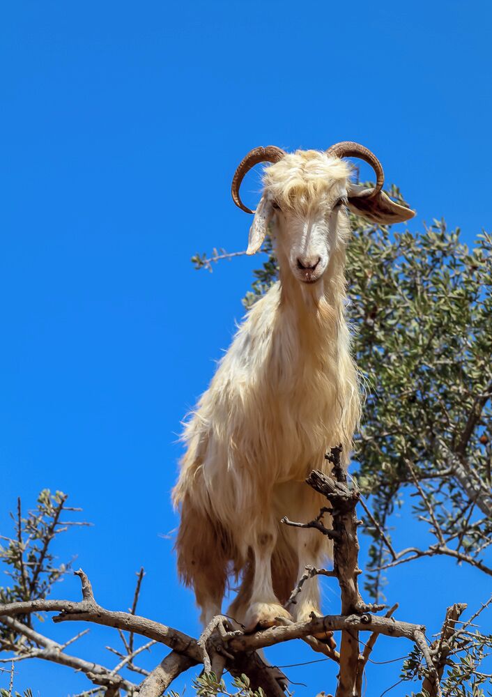 Nearest place to the "Goats" in the Argon trees. The nuts are ground locally and made into various cosmetic items now very popular with "celebrities"