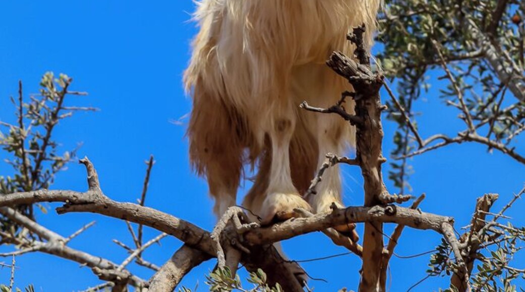 Nearest place to the "Goats" in the Argon trees. The nuts are ground locally and made into various cosmetic items now very popular with "celebrities"