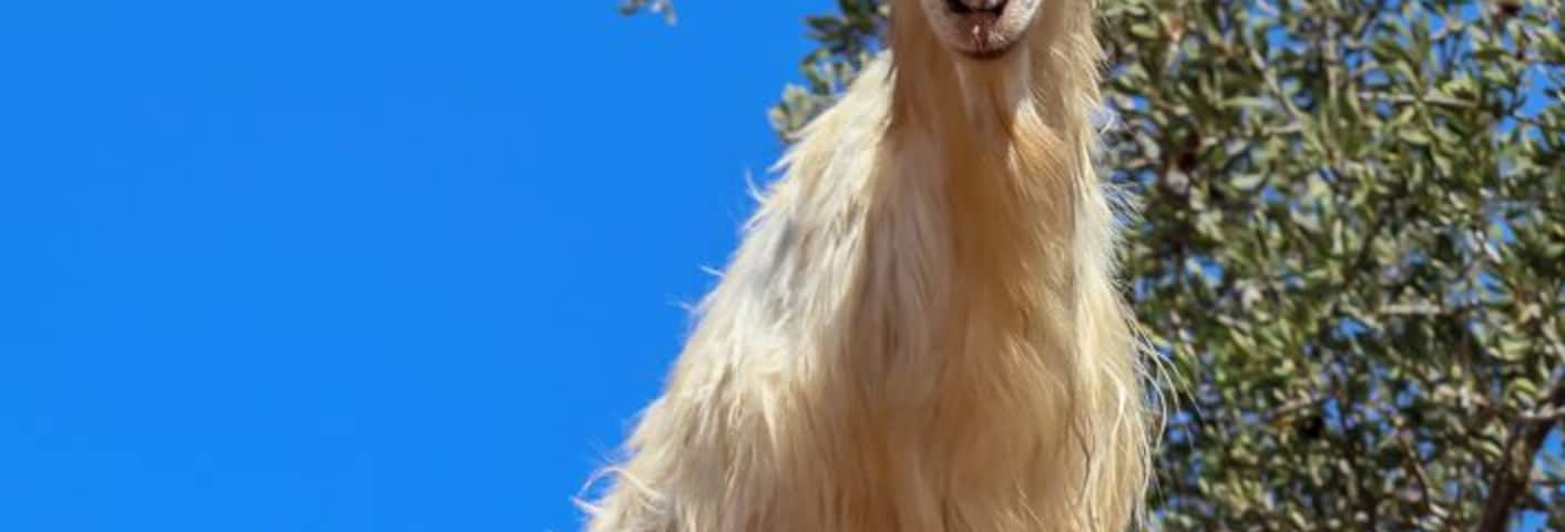 Nearest place to the "Goats" in the Argon trees. The nuts are ground locally and made into various cosmetic items now very popular with "celebrities"