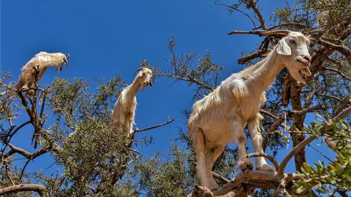 Who says money doesn't grow on trees. These are Argon trees, famous for the cosmetics produced from the nuts