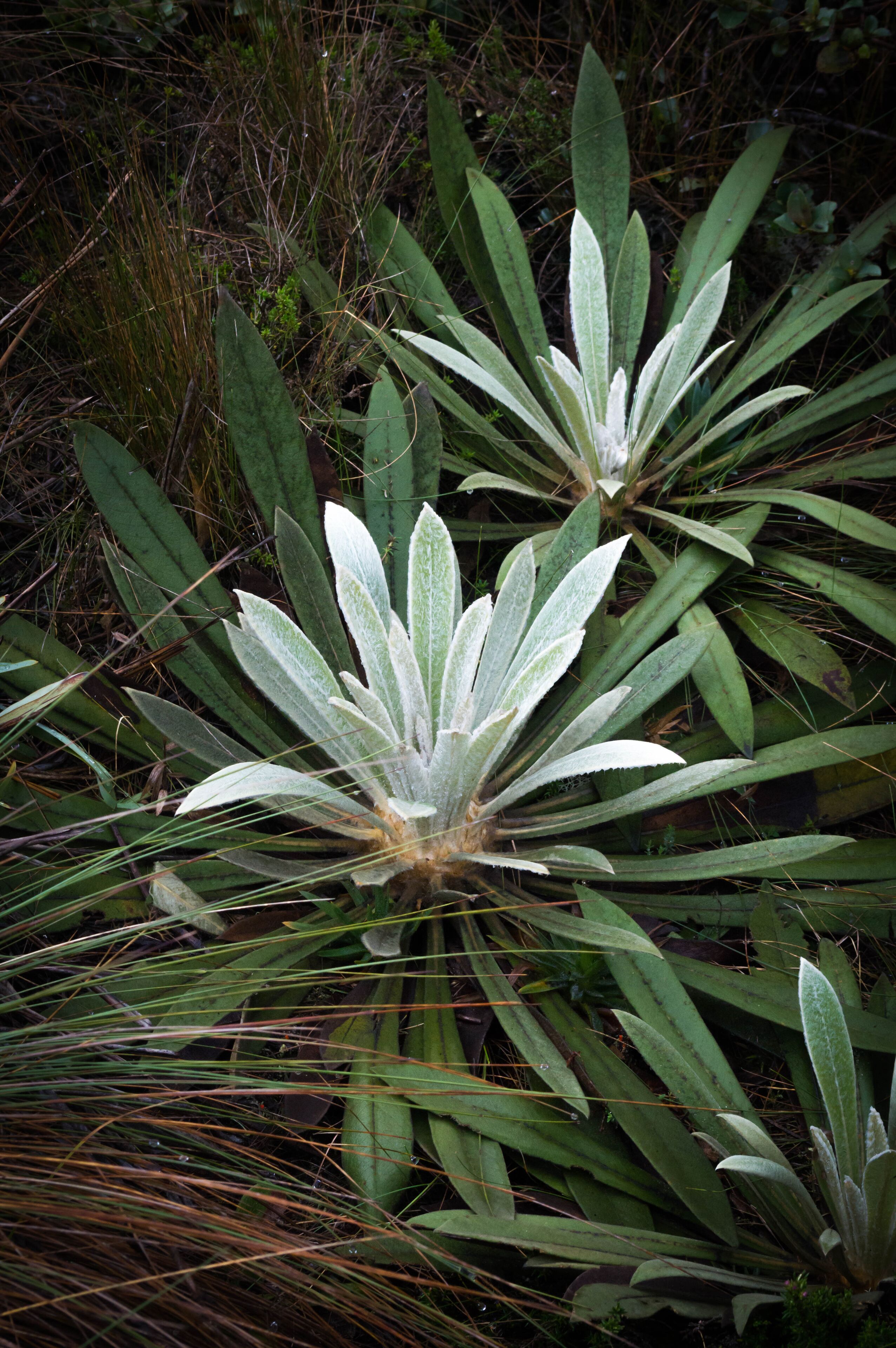 A plant with broad, green leaves and a central white flower.