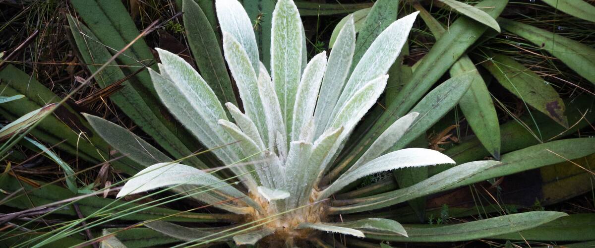 A plant with broad, green leaves and a central white flower.
