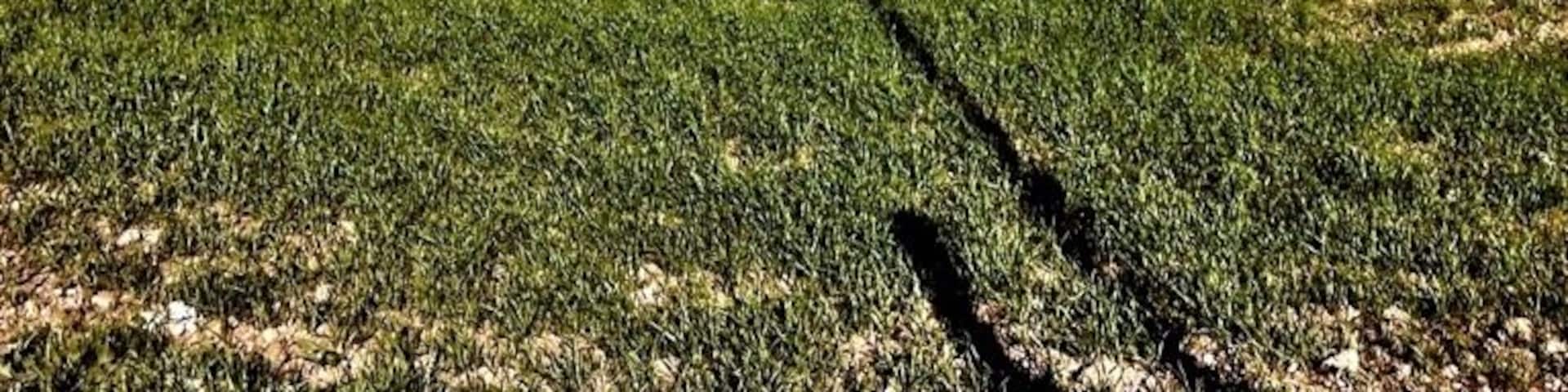 Vale of nazala in marroco