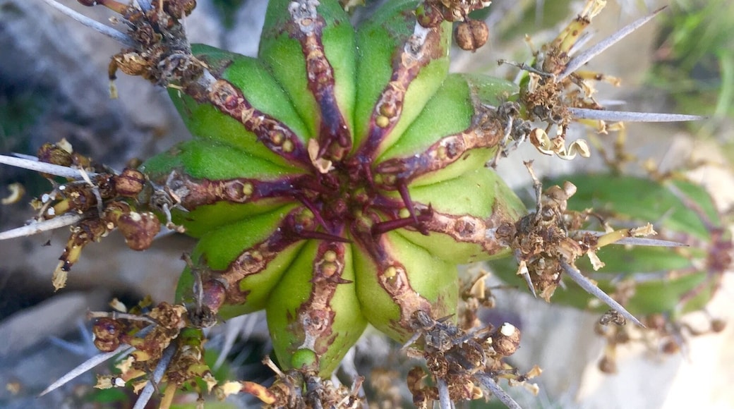 Province d'El KelaĂą des Sraghna