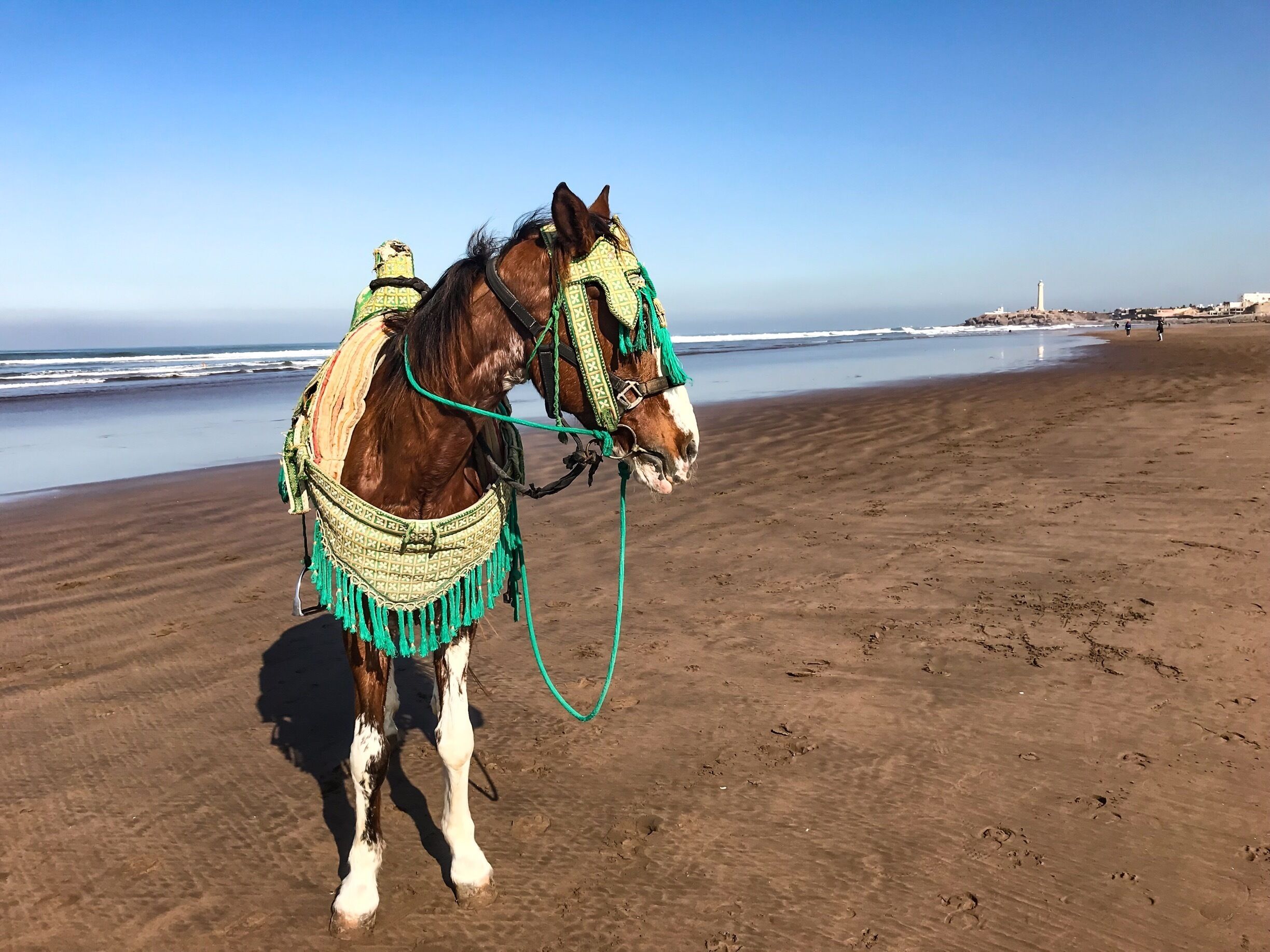 Horse found along the beach near the hotel 