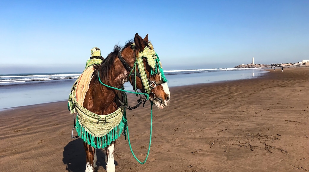 Horse found along the beach near the hotel