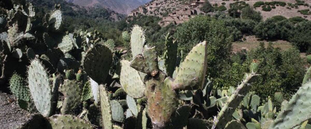 A desert landscape with large cacti and a mountain in the background.