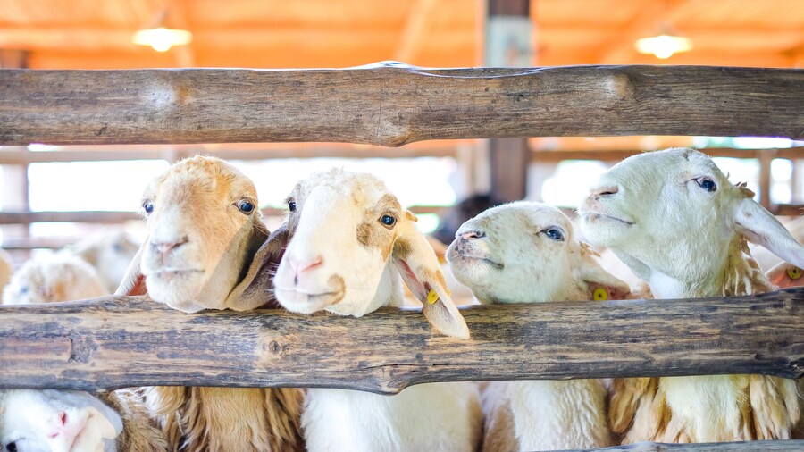 Sheep in the wooden fence at farm - Suan Phueng, Ratchaburi Thailand for animal background or texture.