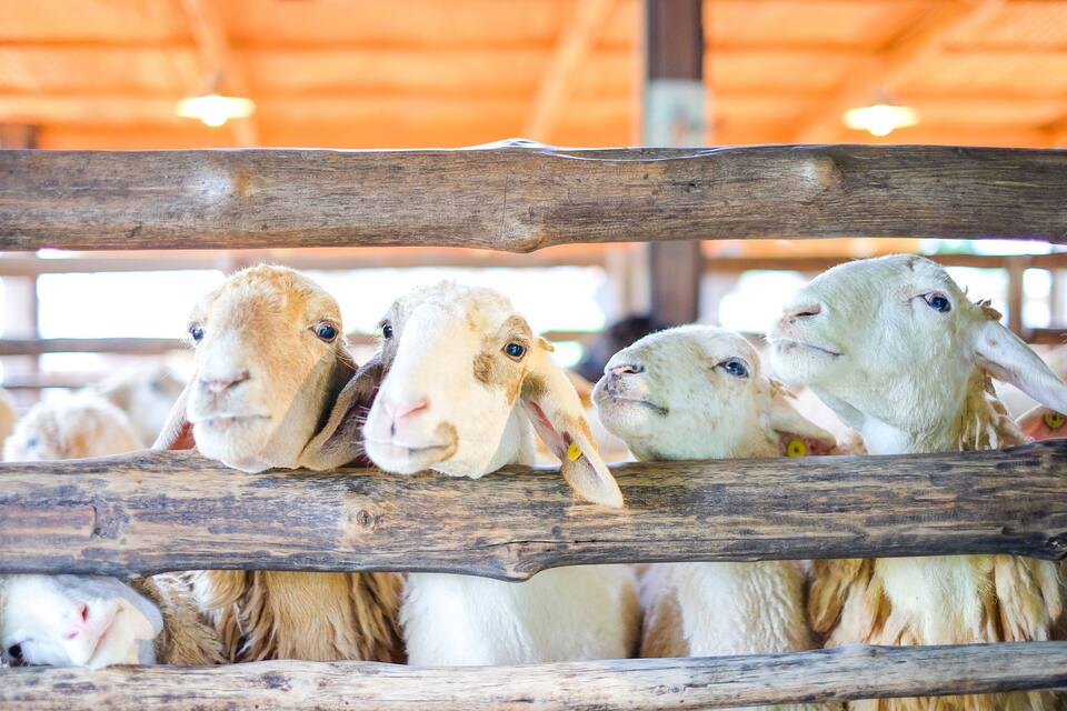 A group of goats behind a wooden fence in a barn.