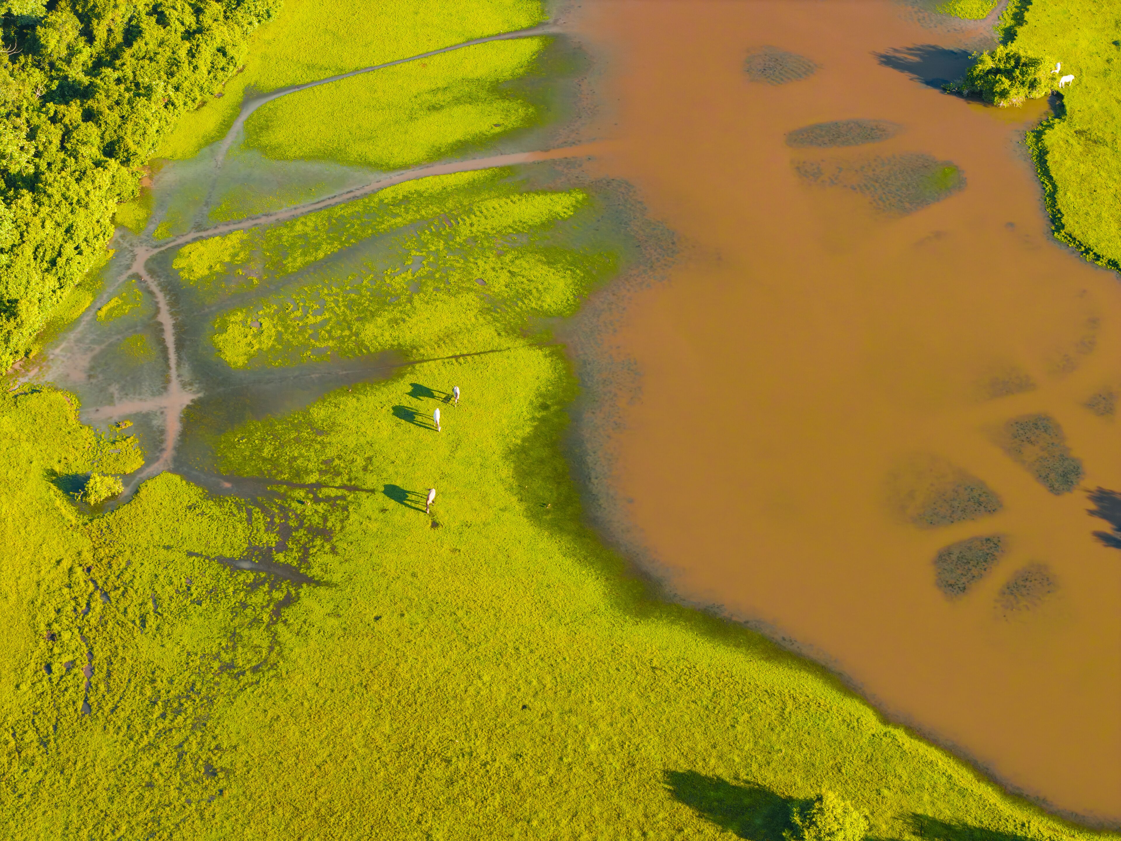 Aerial view of winding brown rivers cutting through vibrant green grasslands near Reserva Natural El Encanto de Guanapalo, San Luis de Palenque, Casanare, Colombia.