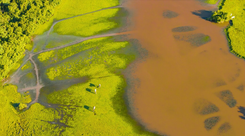 Aerial view of winding brown rivers cutting through vibrant green grasslands near Reserva Natural El Encanto de Guanapalo, San Luis de Palenque, Casanare, Colombia.