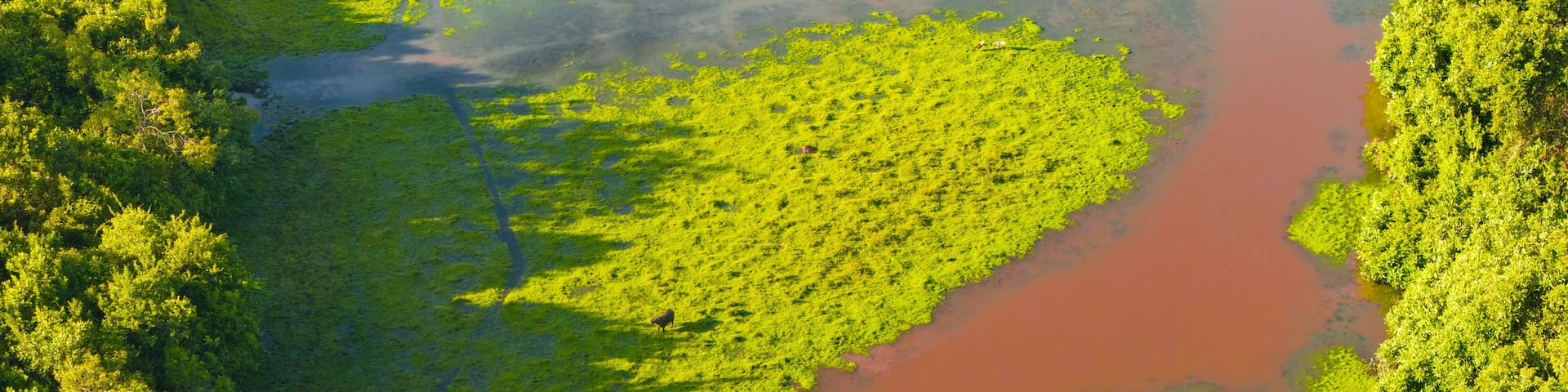 Aerial view of the winding river snaking through the vibrant green wetlands and dense forests of Reserva Natural El Encanto de Guanapalo, San Luis de Palenque, Casanare, Colombia.