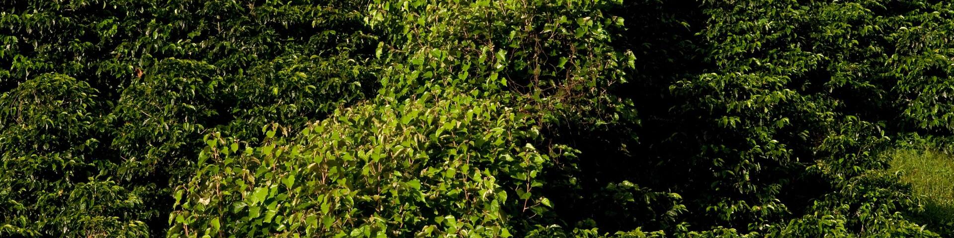 Coffee plantation farm in Finca Lerida, Boquete, Chiriqui province, Panama, Central America.
