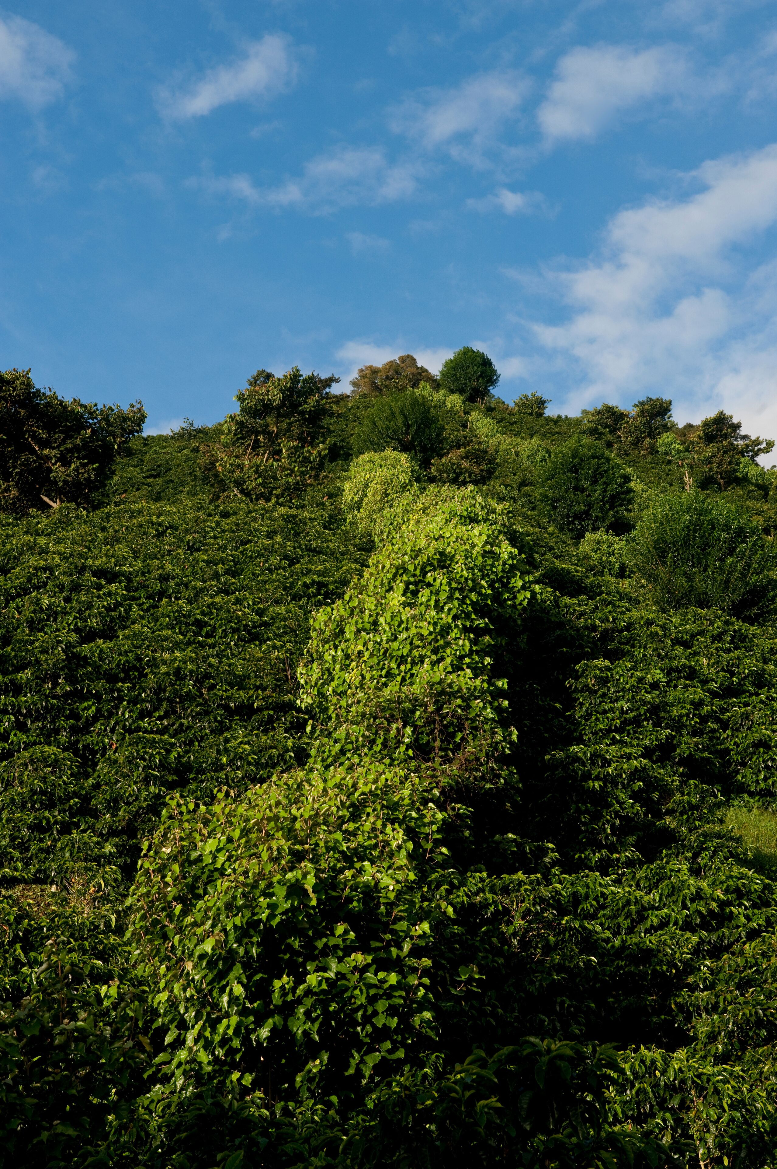 A lush green hillside with dense vegetation and a clear blue sky.