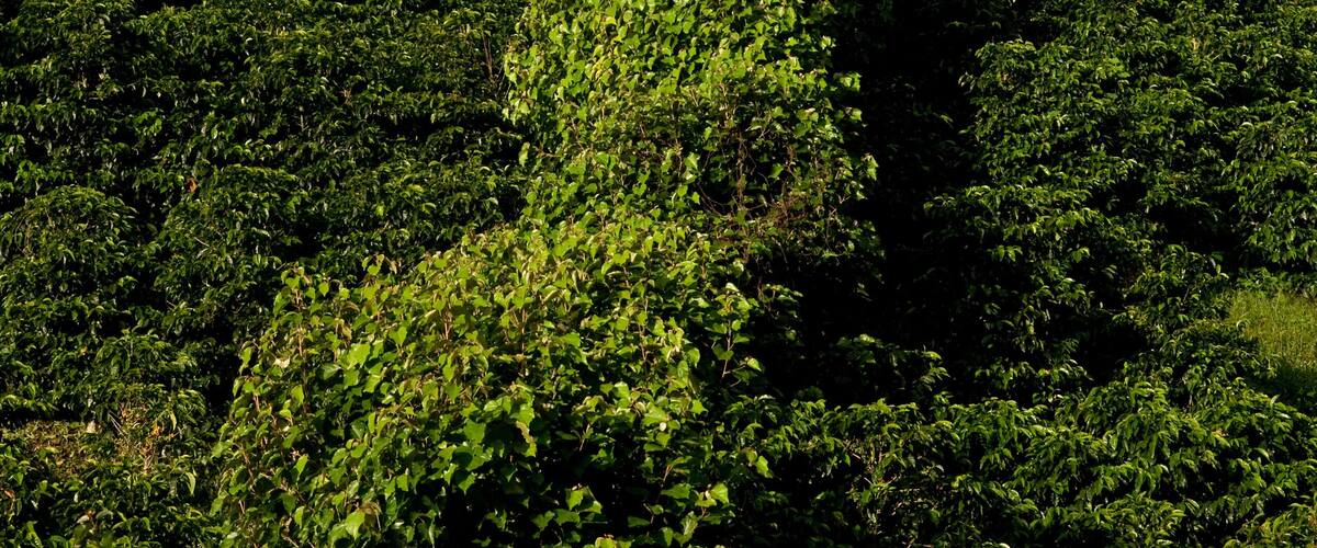 A lush green hillside with dense vegetation and a clear blue sky.