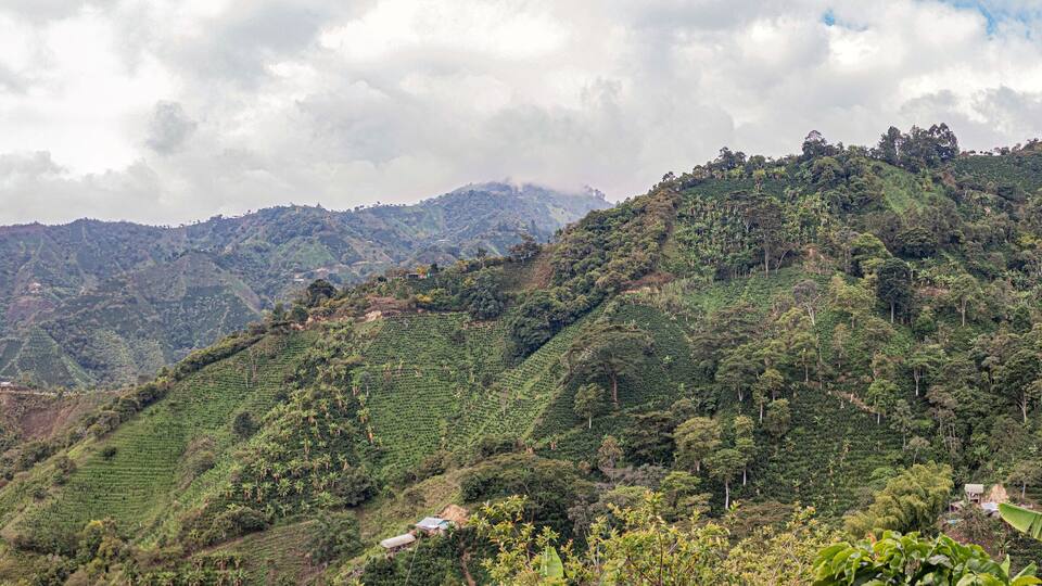 A mountainous landscape with terraced tea plantations and scattered houses.