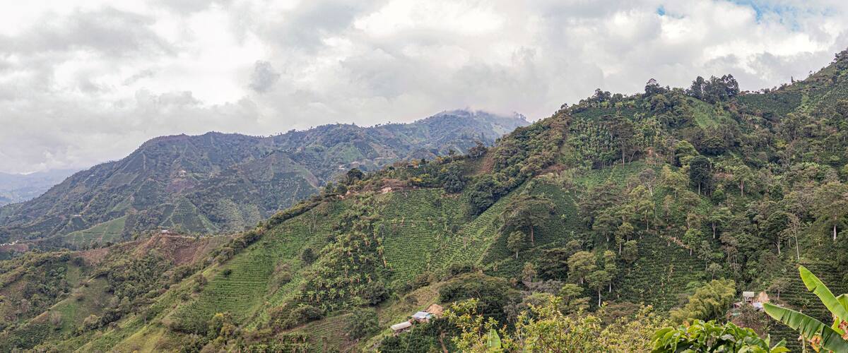 A mountainous landscape with terraced tea plantations and scattered houses.