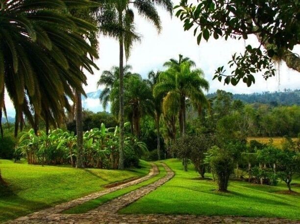 A lush green landscape with a dirt path, palm trees, and dense vegetation.