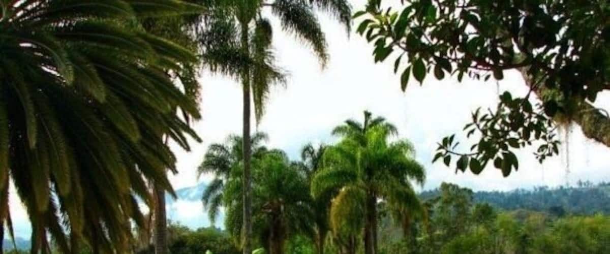 A lush green landscape with a dirt path, palm trees, and dense vegetation.