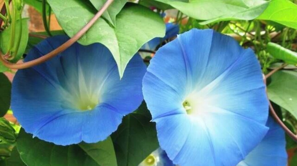 Las flores que cultiva mi mamá.