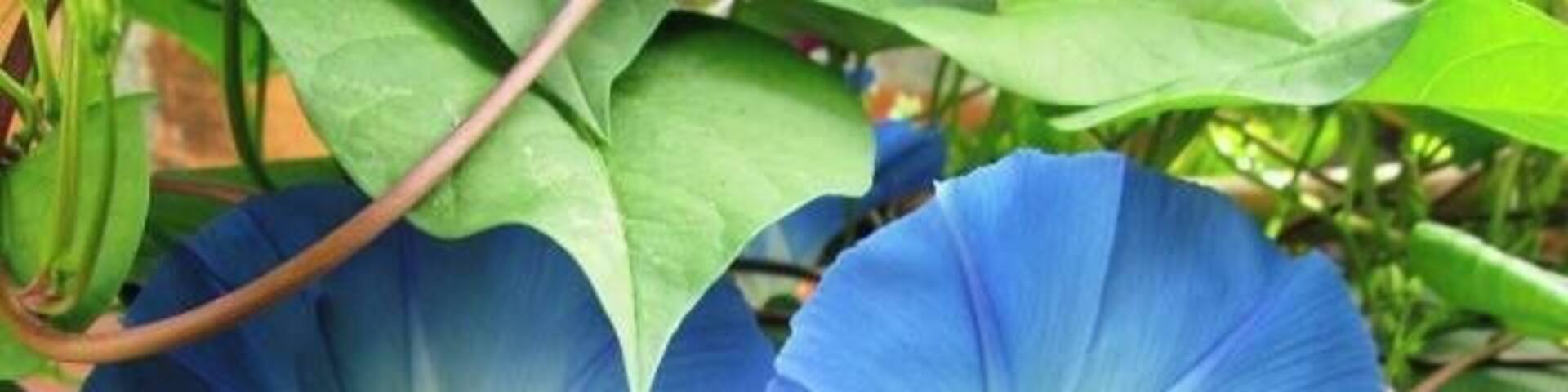 Las flores que cultiva mi mamá.