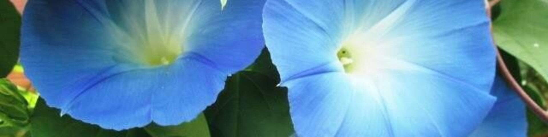 Las flores que cultiva mi mamá.