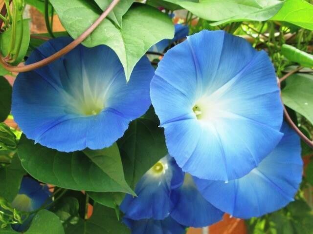 A close-up of blue morning glories with green leaves.