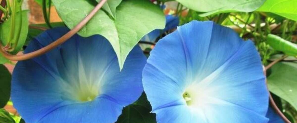 A close-up of blue morning glories with green leaves.