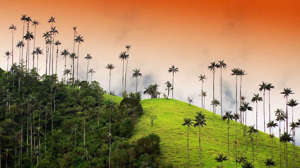 Cocora valley, Salento, Colombia, South America