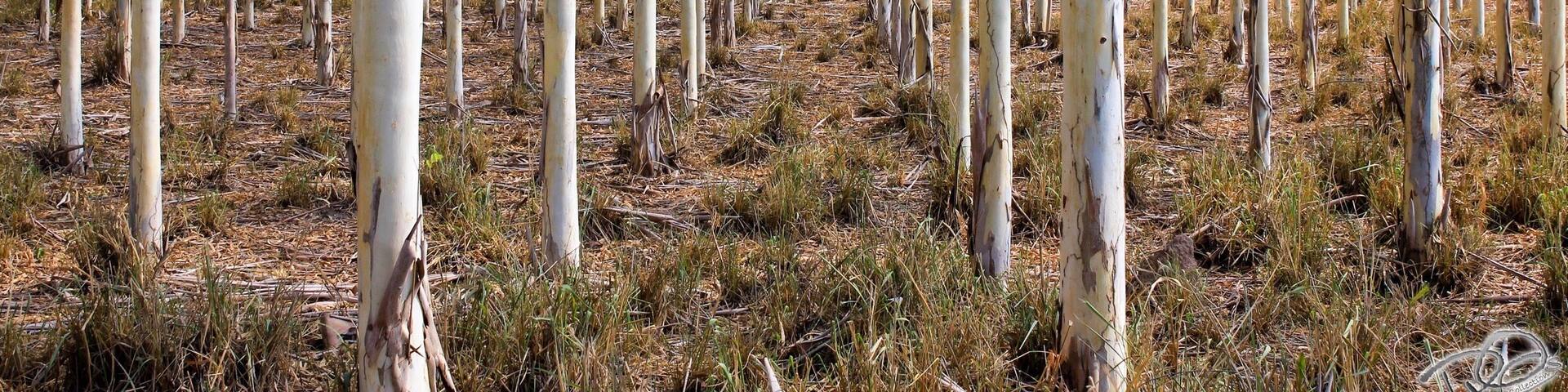 On the Ruta del Sol Highway, this #plantation of #eucalyptus #trees is a true delight... Perfectly aligned no matter where you look, it's heaven if you have OCD or want to (like me, lol)
There's many of these on this highway approaching Santa Marta.... and even more of Palm trees which is another amazing scene.
Sadly, (and that's a big sadly considering my obsession with palm trees and alignment) I didn't get a chance to take pictures of those. Gonna have to take another #roadtrip to do so soon ;) #greatoutdoors