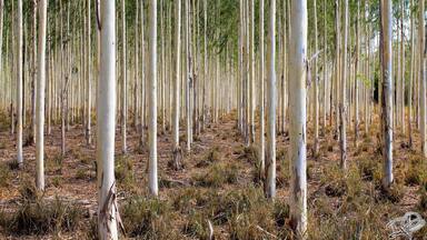 On the Ruta del Sol Highway, this #plantation of #eucalyptus #trees is a true delight... Perfectly aligned no matter where you look, it's heaven if you have OCD or want to (like me, lol)
There's many of these on this highway approaching Santa Marta.... and even more of Palm trees which is another amazing scene.
Sadly, (and that's a big sadly considering my obsession with palm trees and alignment) I didn't get a chance to take pictures of those. Gonna have to take another #roadtrip to do so soon ;) #greatoutdoors