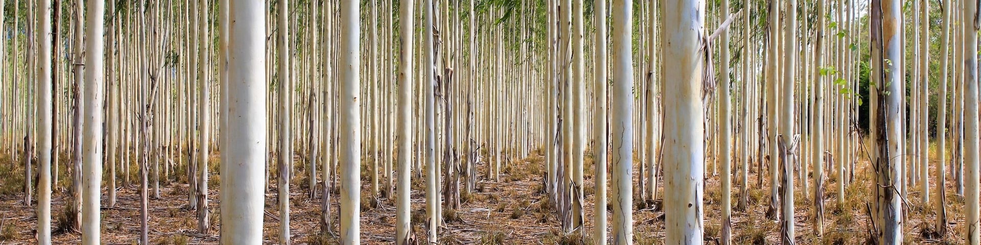 On the Ruta del Sol Highway, this #plantation of #eucalyptus #trees is a true delight... Perfectly aligned no matter where you look, it's heaven if you have OCD or want to (like me, lol)
There's many of these on this highway approaching Santa Marta.... and even more of Palm trees which is another amazing scene.
Sadly, (and that's a big sadly considering my obsession with palm trees and alignment) I didn't get a chance to take pictures of those. Gonna have to take another #roadtrip to do so soon ;) #greatoutdoors