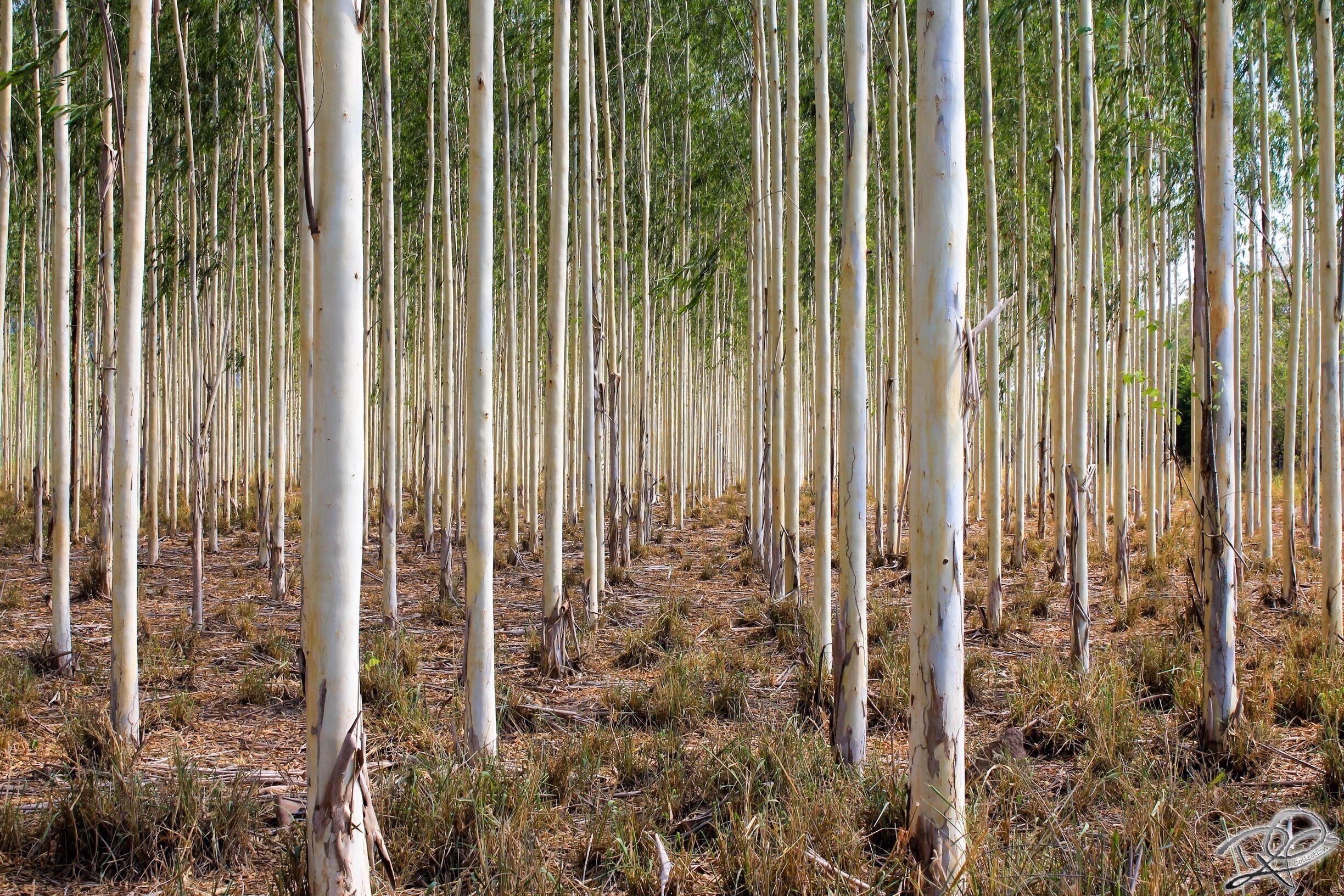 A forest of tall, slender trees with white bark.