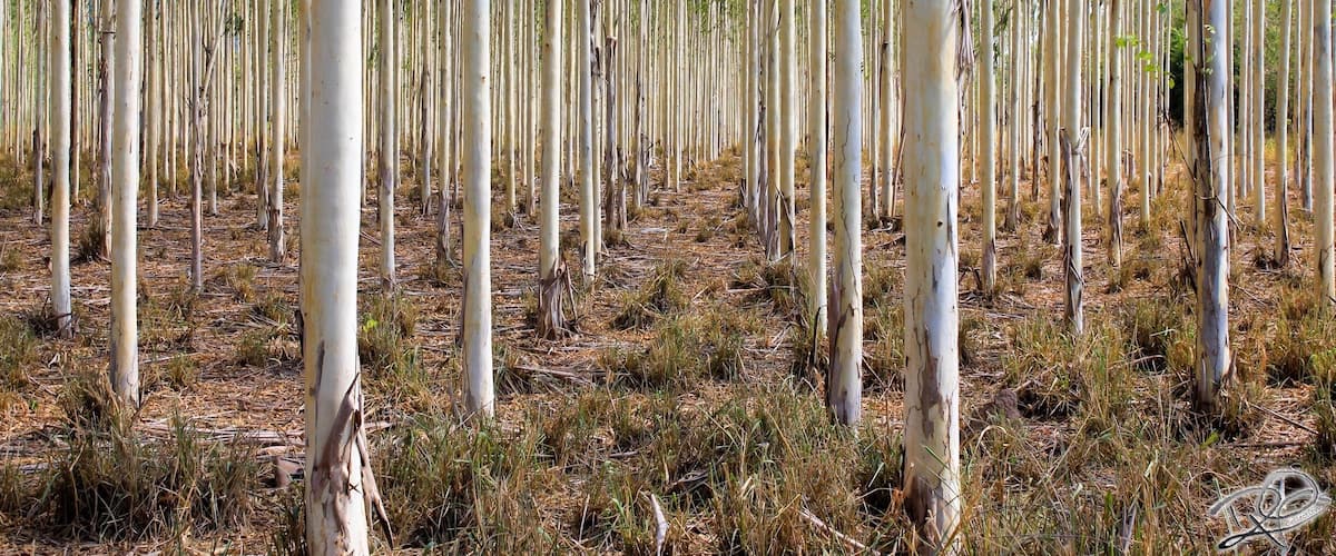 A forest of tall, slender trees with white bark.