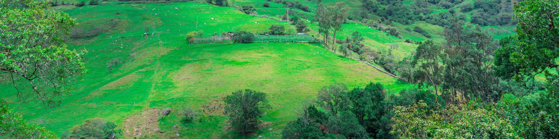 WOODED WATERLAND LANDSCAPE IN COLOMBIA WITH CATTLE GRASSLANDS IN THE LOWER PART OF THE MOUNTAIN