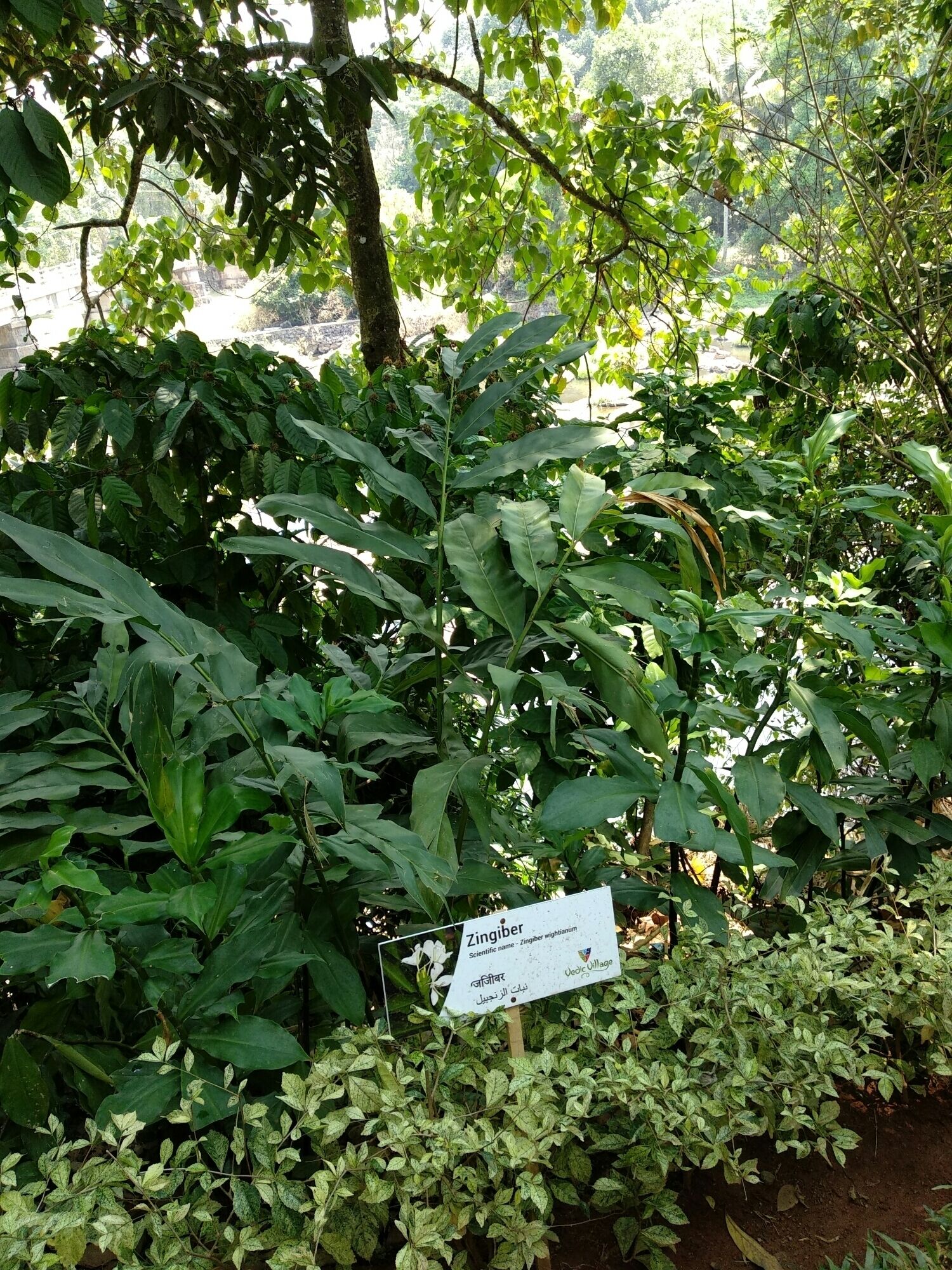 This garden has lots of herbs and spices. One can buy spices from here but it will be costly from outside market.
#Munnar #Spicegarden #LifeAtExpedia
