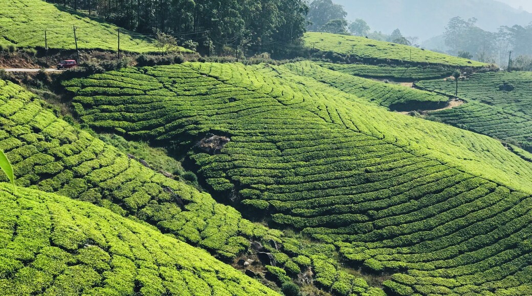 Green Minded
Munnar is a small town in Kerala and it is famous for its tea plantations. This place is also famous for its medical plants and herbs. A must visit when you go to India. #trovember #nature #incredibleindia