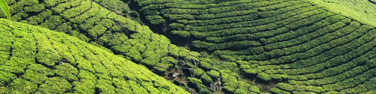 Green Minded
Munnar is a small town in Kerala and it is famous for its tea plantations. This place is also famous for its medical plants and herbs. A must visit when you go to India. #trovember #nature #incredibleindia