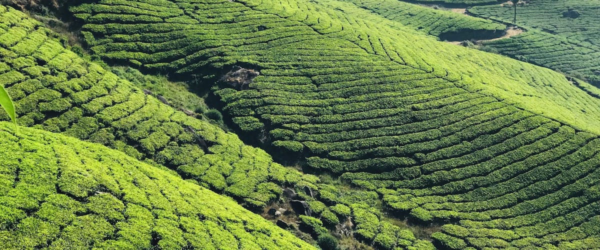 Green Minded
Munnar is a small town in Kerala and it is famous for its tea plantations. This place is also famous for its medical plants and herbs. A must visit when you go to India. #trovember #nature #incredibleindia