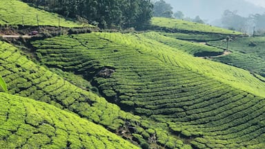 Lush green tea plantations on terraced hills with a car on a narrow road.