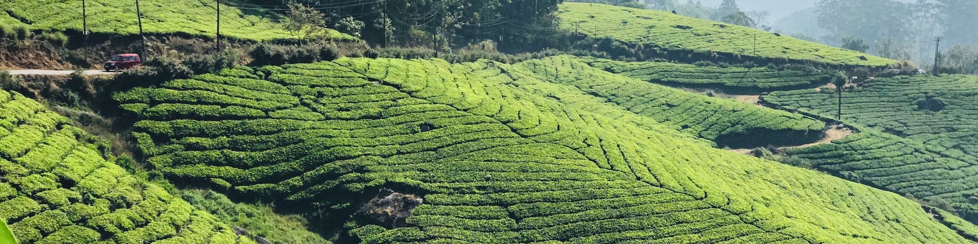 Green Minded
Munnar is a small town in Kerala and it is famous for its tea plantations. This place is also famous for its medical plants and herbs. A must visit when you go to India. #trovember #nature #incredibleindia