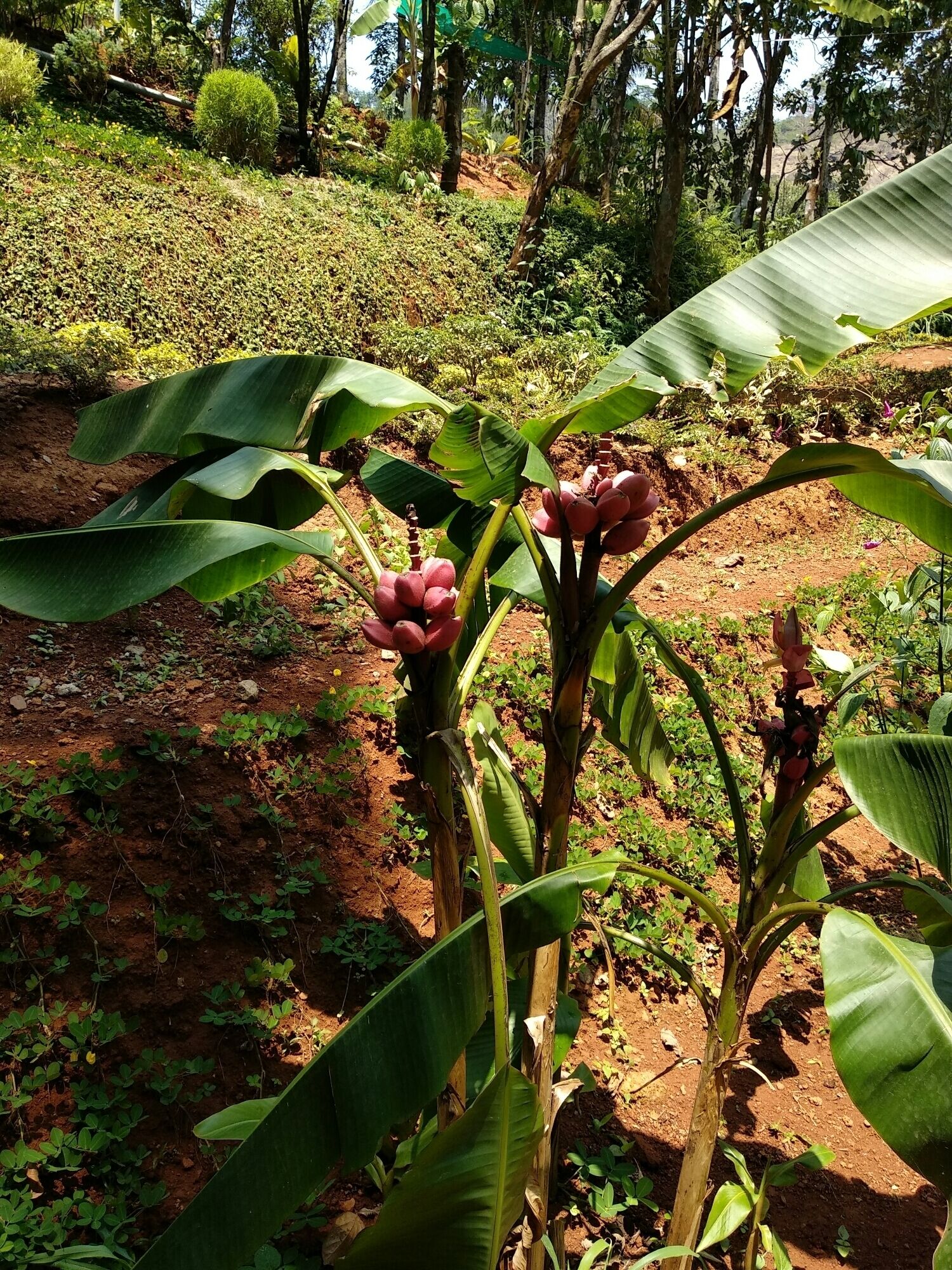 This garden has lots of herbs and spices. One can buy spices from here but it will be costly from outside market.
#Munnar #Spicegarden #LifeAtExpedia