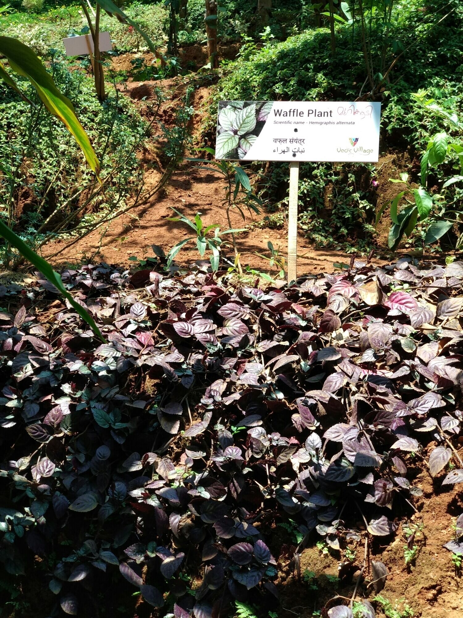 This garden has lots of herbs and spices. One can buy spices from here but it will be costly from outside market.
 #Munnar #Spicegarden #LifeAtExpedia