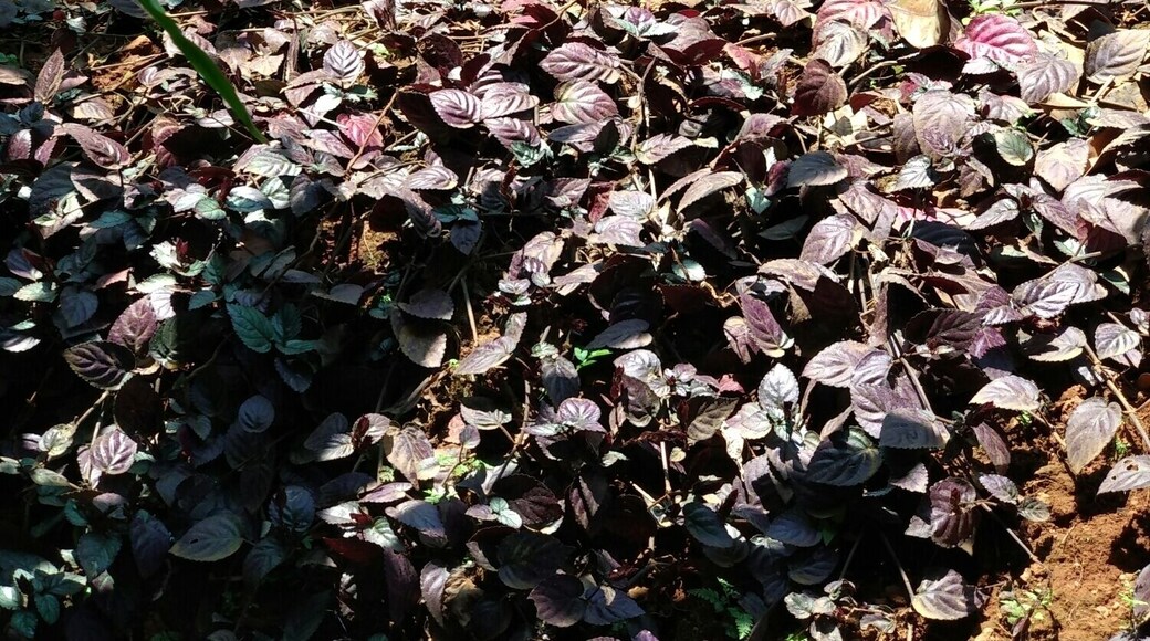 This garden has lots of herbs and spices. One can buy spices from here but it will be costly from outside market.
#Munnar #Spicegarden #LifeAtExpedia